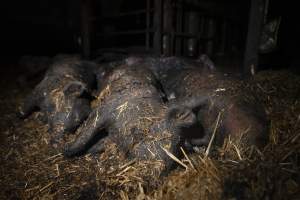 Dublin Piggery Fire Aftermath - Anonymous investigators filmed the aftermaths of the fire at Andgar Piggery in Dublin South Australia, where hundreds of pigs were burnt alive in the flames. - Captured at Andgar Piggery, Dublin SA Australia.