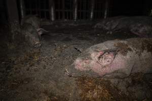 Dublin Piggery Fire Aftermath - Anonymous investigators filmed the aftermaths of the fire at Andgar Piggery in Dublin South Australia, where hundreds of pigs were burnt alive in the flames. - Captured at Andgar Piggery, Dublin SA Australia.