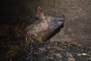 Dublin Piggery Fire Aftermath - Anonymous investigators filmed the aftermaths of the fire at Andgar Piggery in Dublin South Australia, where hundreds of pigs were burnt alive in the flames. - Captured at Andgar Piggery, Dublin SA Australia.