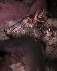 Dublin Piggery Fire Aftermath - Anonymous investigators filmed the aftermaths of the fire at Andgar Piggery in Dublin South Australia, where hundreds of pigs were burnt alive in the flames. - Captured at Andgar Piggery, Dublin SA Australia.