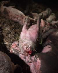 Dublin Piggery Fire Aftermath - Anonymous investigators filmed the aftermaths of the fire at Andgar Piggery in Dublin South Australia, where hundreds of pigs were burnt alive in the flames. - Captured at Andgar Piggery, Dublin SA Australia.