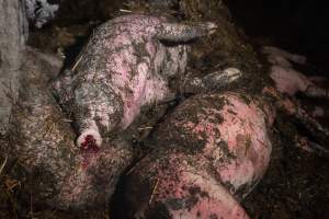 Dublin Piggery Fire Aftermath - Anonymous investigators filmed the aftermaths of the fire at Andgar Piggery in Dublin South Australia, where hundreds of pigs were burnt alive in the flames. - Captured at Andgar Piggery, Dublin SA Australia.