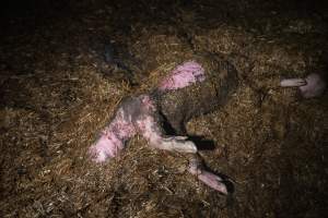 Dublin Piggery Fire Aftermath - Anonymous investigators filmed the aftermaths of the fire at Andgar Piggery in Dublin South Australia, where hundreds of pigs were burnt alive in the flames. - Captured at Andgar Piggery, Dublin SA Australia.