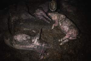 Dublin Piggery Fire Aftermath - Anonymous investigators filmed the aftermaths of the fire at Andgar Piggery in Dublin South Australia, where hundreds of pigs were burnt alive in the flames. - Captured at Andgar Piggery, Dublin SA Australia.