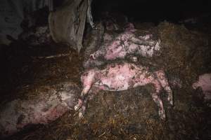 Dublin Piggery Fire Aftermath - Anonymous investigators filmed the aftermaths of the fire at Andgar Piggery in Dublin South Australia, where hundreds of pigs were burnt alive in the flames. - Captured at Andgar Piggery, Dublin SA Australia.