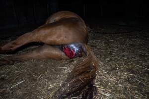 Dead mare with prolapse and wound. - Investigators entered the property of disgraced ex-racehorse trainer Maxine Fraser after hearing reports that a mare and her foal had gone missing. They found two dead horses, both with signs of serious injury.