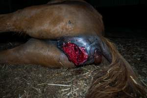 Dead mare with prolapse and wound. - Investigators entered the property of disgraced ex-racehorse trainer Maxine Fraser after hearing reports that a mare and her foal had gone missing. They found two dead horses, both with signs of serious injury.