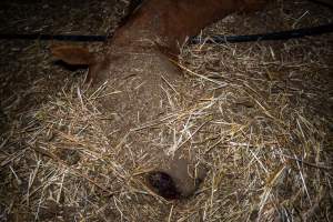 Dead mare - blood in nostrils - Investigators entered the property of disgraced ex-racehorse trainer Maxine Fraser after hearing reports that a mare and her foal had gone missing. They found two dead horses, both with signs of serious injury.