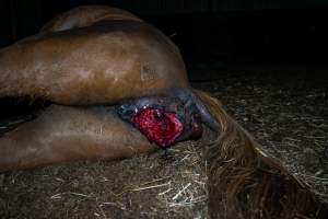 Dead mare with prolapse and wound. - Investigators entered the property of disgraced ex-racehorse trainer Maxine Fraser after hearing reports that a mare and her foal had gone missing. They found two dead horses, both with signs of serious injury.