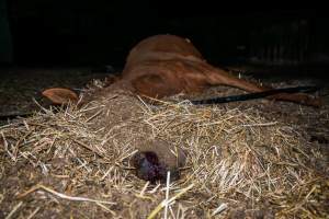 Dead mare - blood in nostrils - Investigators entered the property of disgraced ex-racehorse trainer Maxine Fraser after hearing reports that a mare and her foal had gone missing. They found two dead horses, both with signs of serious injury.