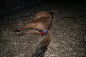 Dead mare with prolapse and wound - Investigators entered the property of disgraced ex-racehorse trainer Maxine Fraser after hearing reports that a mare and her foal had gone missing. They found two dead horses, both with signs of serious injury.