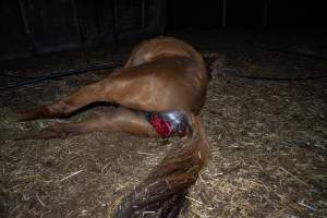 Dead mare with prolapse and wound. - Investigators entered the property of disgraced ex-racehorse trainer Maxine Fraser after hearing reports that a mare and her foal had gone missing. They found two dead horses, both with signs of serious injury.