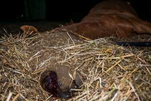 Dead mare - blood in nostrils - Investigators entered the property of disgraced ex-racehorse trainer Maxine Fraser after hearing reports that a mare and her foal had gone missing. They found two dead horses, both with signs of serious injury.