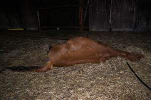 Dead mare - Investigators entered the property of disgraced ex-racehorse trainer Maxine Fraser after hearing reports that a mare and her foal had gone missing. They found two dead horses, both with signs of serious injury.