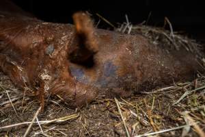 Dead mare - missing fur on neck - Investigators entered the property of disgraced ex-racehorse trainer Maxine Fraser after hearing reports that a mare and her foal had gone missing. They found two dead horses, both with signs of serious injury.