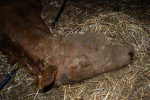 Dead mare - missing fur on neck - Investigators entered the property of disgraced ex-racehorse trainer Maxine Fraser after hearing reports that a mare and her foal had gone missing. They found two dead horses, both with signs of serious injury.