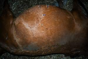 Dead mare with stomach wounds - Investigators entered the property of disgraced ex-racehorse trainer Maxine Fraser after hearing reports that a mare and her foal had gone missing. They found two dead horses, both with signs of serious injury.