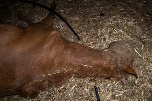 Dead mare - Investigators entered the property of disgraced ex-racehorse trainer Maxine Fraser after hearing reports that a mare and her foal had gone missing. They found two dead horses, both with signs of serious injury.