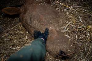 Investigator strokes the face of a dead mare - Investigators entered the property of disgraced ex-racehorse trainer Maxine Fraser after hearing reports that a mare and her foal had gone missing. They found two dead horses, both with signs of serious injury.