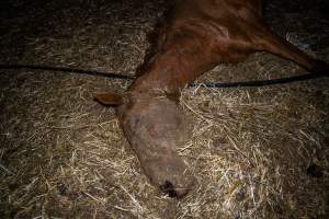 Dead mare - Investigators entered the property of disgraced ex-racehorse trainer Maxine Fraser after hearing reports that a mare and her foal had gone missing. They found two dead horses, both with signs of serious injury.