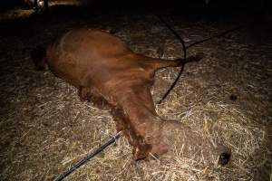 Dead mare - Investigators entered the property of disgraced ex-racehorse trainer Maxine Fraser after hearing reports that a mare and her foal had gone missing. They found two dead horses, both with signs of serious injury.