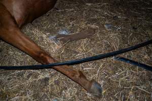 Dead mare's hooves - Investigators entered the property of disgraced ex-racehorse trainer Maxine Fraser after hearing reports that a mare and her foal had gone missing. They found two dead horses, both with signs of serious injury.