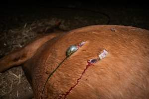 Dead mare with wounds on belly - Investigators entered the property of disgraced ex-racehorse trainer Maxine Fraser after hearing reports that a mare and her foal had gone missing. They found two dead horses, both with signs of serious injury.