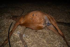 Dead mare with wounds on belly - Investigators entered the property of disgraced ex-racehorse trainer Maxine Fraser after hearing reports that a mare and her foal had gone missing. They found two dead horses, both with signs of serious injury.