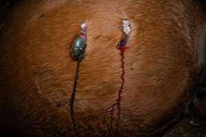 Dead mare with wounds on belly - Investigators entered the property of disgraced ex-racehorse trainer Maxine Fraser after hearing reports that a mare and her foal had gone missing. They found two dead horses, both with signs of serious injury.