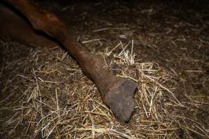 Hooves of dead mare - Investigators entered the property of disgraced ex-racehorse trainer Maxine Fraser after hearing reports that a mare and her foal had gone missing. They found two dead horses, both with signs of serious injury.