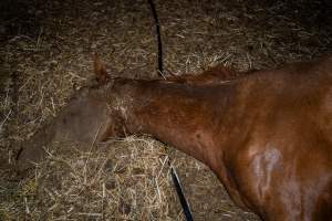 Dead mare - Investigators entered the property of disgraced ex-racehorse trainer Maxine Fraser after hearing reports that a mare and her foal had gone missing. They found two dead horses, both with signs of serious injury.