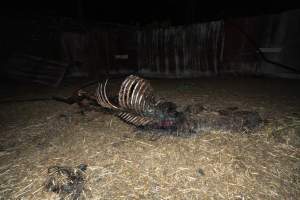 Skeleton of horse - Investigators entered the property of disgraced ex-racehorse trainer Maxine Fraser after hearing reports that a mare and her foal had gone missing. They found two dead horses, both with signs of serious injury.
