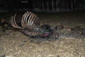 Skeleton of horse - Investigators entered the property of disgraced ex-racehorse trainer Maxine Fraser after hearing reports that a mare and her foal had gone missing. They found two dead horses, both with signs of serious injury.