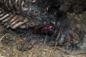 Skeleton of horse - Investigators entered the property of disgraced ex-racehorse trainer Maxine Fraser after hearing reports that a mare and her foal had gone missing. They found two dead horses, both with signs of serious injury.