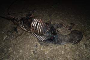 Skeleton of horse - Investigators entered the property of disgraced ex-racehorse trainer Maxine Fraser after hearing reports that a mare and her foal had gone missing. They found two dead horses, both with signs of serious injury.