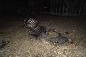 Skeleton of horse - Investigators entered the property of disgraced ex-racehorse trainer Maxine Fraser after hearing reports that a mare and her foal had gone missing. They found two dead horses, both with signs of serious injury.