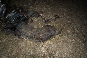 Skeleton of horse - Investigators entered the property of disgraced ex-racehorse trainer Maxine Fraser after hearing reports that a mare and her foal had gone missing. They found two dead horses, both with signs of serious injury.