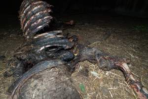 Skeleton of horse - Investigators entered the property of disgraced ex-racehorse trainer Maxine Fraser after hearing reports that a mare and her foal had gone missing. They found two dead horses, both with signs of serious injury.