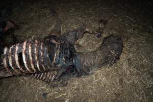 Skeleton of horse - Investigators entered the property of disgraced ex-racehorse trainer Maxine Fraser after hearing reports that a mare and her foal had gone missing. They found two dead horses, both with signs of serious injury.