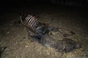 Skeleton of horse - Investigators entered the property of disgraced ex-racehorse trainer Maxine Fraser after hearing reports that a mare and her foal had gone missing. They found two dead horses, both with signs of serious injury.