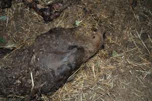 Skeleton of horse - Investigators entered the property of disgraced ex-racehorse trainer Maxine Fraser after hearing reports that a mare and her foal had gone missing. They found two dead horses, both with signs of serious injury.