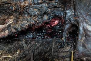 Skeleton of horse - Investigators entered the property of disgraced ex-racehorse trainer Maxine Fraser after hearing reports that a mare and her foal had gone missing. They found two dead horses, both with signs of serious injury.