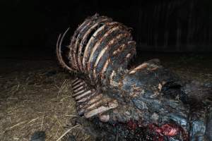 Skeleton of horse - Investigators entered the property of disgraced ex-racehorse trainer Maxine Fraser after hearing reports that a mare and her foal had gone missing. They found two dead horses, both with signs of serious injury.