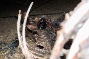 Skeleton of horse - Investigators entered the property of disgraced ex-racehorse trainer Maxine Fraser after hearing reports that a mare and her foal had gone missing. They found two dead horses, both with signs of serious injury.