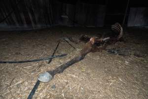 Skeleton of horse - Investigators entered the property of disgraced ex-racehorse trainer Maxine Fraser after hearing reports that a mare and her foal had gone missing. They found two dead horses, both with signs of serious injury.