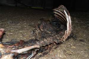 Skeleton of horse - Investigators entered the property of disgraced ex-racehorse trainer Maxine Fraser after hearing reports that a mare and her foal had gone missing. They found two dead horses, both with signs of serious injury.