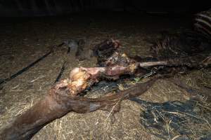 Skeleton of horse - Investigators entered the property of disgraced ex-racehorse trainer Maxine Fraser after hearing reports that a mare and her foal had gone missing. They found two dead horses, both with signs of serious injury.