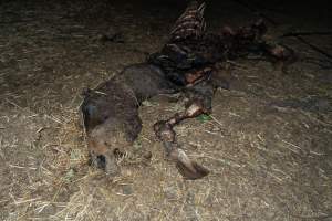 Skeleton of horse - Investigators entered the property of disgraced ex-racehorse trainer Maxine Fraser after hearing reports that a mare and her foal had gone missing. They found two dead horses, both with signs of serious injury.