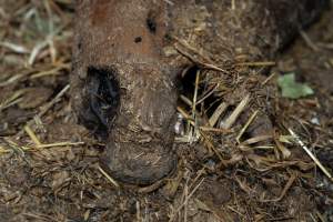 Skeleton of horse - Investigators entered the property of disgraced ex-racehorse trainer Maxine Fraser after hearing reports that a mare and her foal had gone missing. They found two dead horses, both with signs of serious injury.
