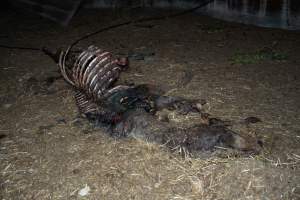 Skeleton of horse - Investigators entered the property of disgraced ex-racehorse trainer Maxine Fraser after hearing reports that a mare and her foal had gone missing. They found two dead horses, both with signs of serious injury.